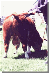 bullrear